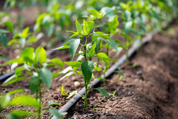 Close up of organic pepper plants and drip irrigation system in a greenhouse - selective focus - obrazy, fototapety, plakaty