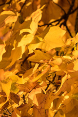 dense golden maple leaves on the tree on a sunny autumn  morning 