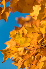 close up of dense maple leaves on the branch with beautiful golden colour under clear blue sky on a sunny day