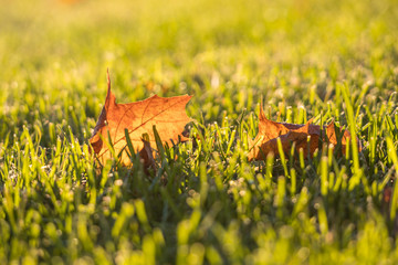 couple orange maple leaves on the green grassy ground in the park back lit by the sun in the morning 