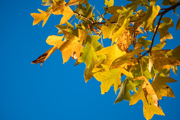 close up of dense maple leaves on the branch with beautiful golden colour under clear blue sky on a sunny day