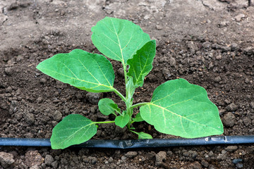 Eggplant seedlings and drip irrigation system in a greenhouse - selective focus