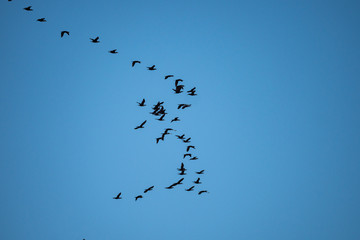 a flock of cormorants fly in a w shape formation under clear blue sky