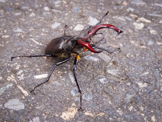 Big Beetle in a road