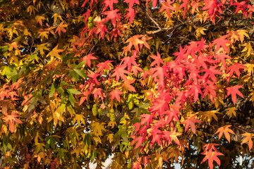 dense maple leaves on the branch with red and orange colour under morning sun in the park