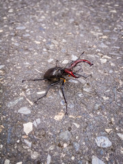 Big Beetle in a road