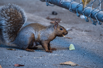 close up of a cute brown squirrel standing on the ground in front of metal fence with a piece of cookie in its mouth