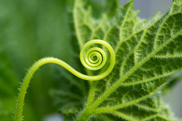 Macro of a plant spiral - selective focus