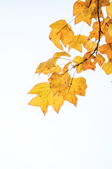 couple big orange maple leaves on the tip of the branch with bright background