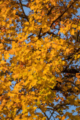 maple trees in the park filled with beautiful golden leaves on the branch on a sunny morning 