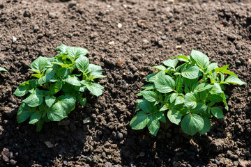 Rows of young potato plants on the field - selective focus