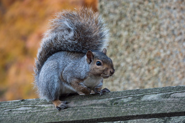 close up of a cute grey squirrel resting on top of wooden fence in front of a grey wall