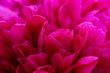 Closeup of Blooming Red Peony - selective focus