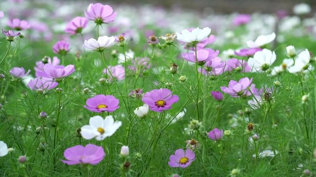 Cosmos bipinnatus flowers shine in the flower garden with colorful shimmering bonsai and beautiful. This flower is used to decorate in the garden, very beautiful park
