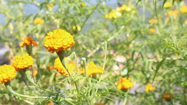 Nepali Flower Thunge Ful