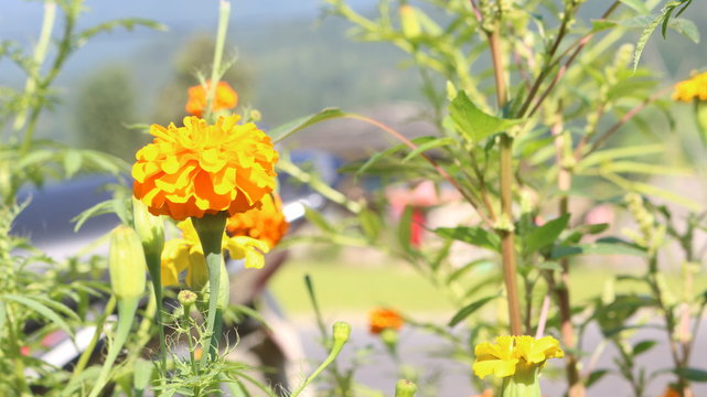 Nepali Flower Thunge Ful