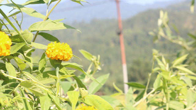 Nepali Flower Thunge Ful