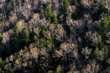 tree in forest