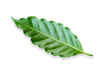 Coffee leaves isolated on a white background.