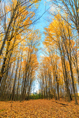 autumn in the forest