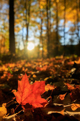autumn leaves in park