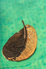 Brown leaf floating on the water