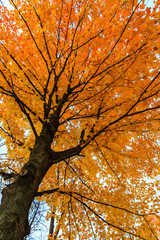 tree in autumn