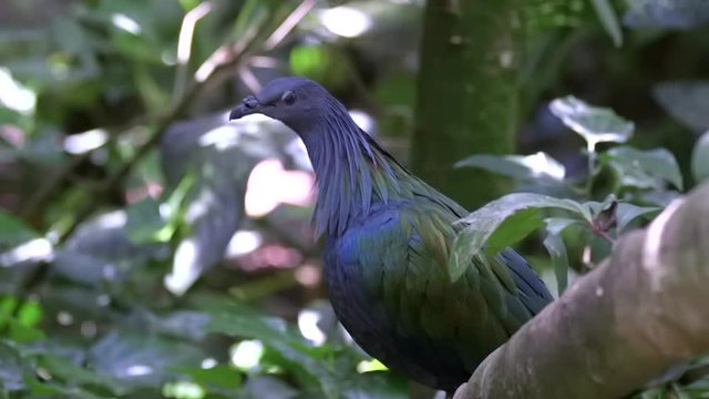 Close up of a Nicobar Pigeon (Caloenas nicobarica) perched on a tree branch.