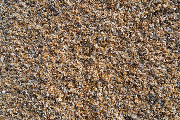 Sea shell rock background texture