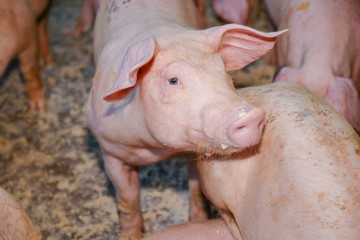 Feed the pink pig at the organic farm. They are eating food. They are mammals.