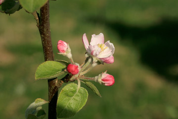 Profusely flowering young apple tree in a village home orchard. Spring awakening.