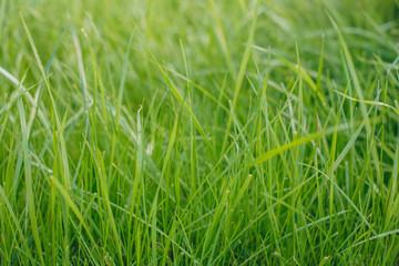 close-up shot of fresh green sprouts grass