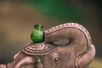 kaffir lime in Thailand