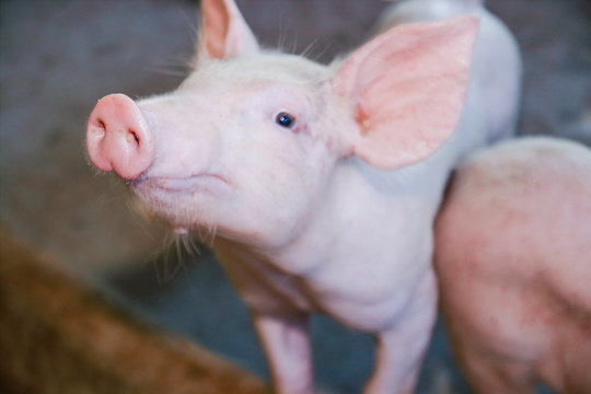 The small pink pig uses its nose to smell the food. Was raised on a rural farm