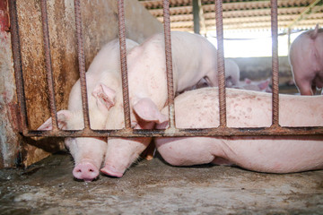 The small pink piglet was raised in a rural stall. Concept of raising animals for consumption