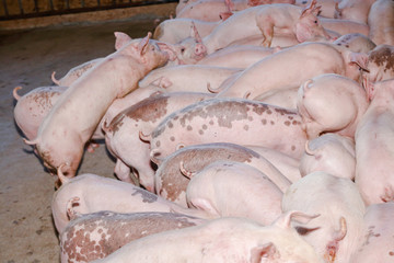 Many small piglets on farms in rural areas fed with organic farming. Pigs in the enclosure are...
