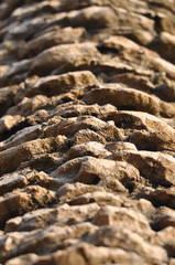 Close up of palm tree trunk
