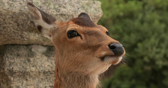 Deer looking around and sniffing in a park, Miyajima Island, Hiroshima, Japan