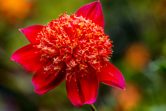 Orange Anemone Collarette Dahlia Blooming Macro
