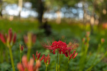 巾着田の曼珠沙華