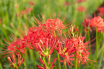巾着田の曼珠沙華