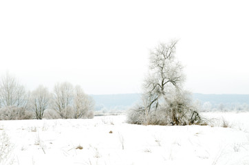 winter landscape