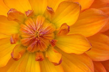 Fototapeta premium Orange Yellow Many Petals Dahlia Blooming Macro