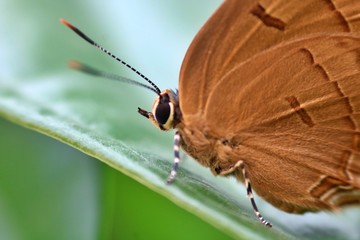 Obraz premium butterfly on leaf