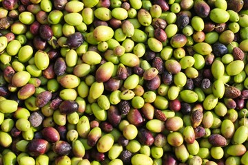 Harvested olives unloaded from truck to press hopper in olive oil mill in Greece.
