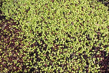 Harvested olives unloaded from truck to press hopper in olive oil mill in Greece.