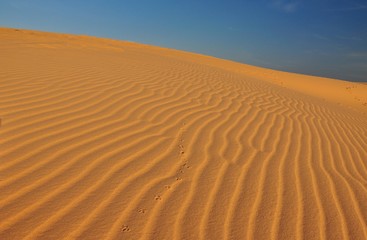 Fototapeta na wymiar sand dunes in the desert.