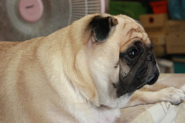 pug in front of white background