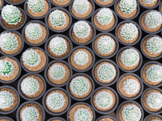Green cactus in ball shape with white fur in black cultivation bowl background