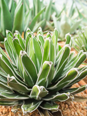 Cactus call Agave Victoria-Reginae in green house, soft focus